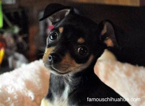 Chihuahuas on craigslist. Things To Know About Chihuahuas on craigslist. 